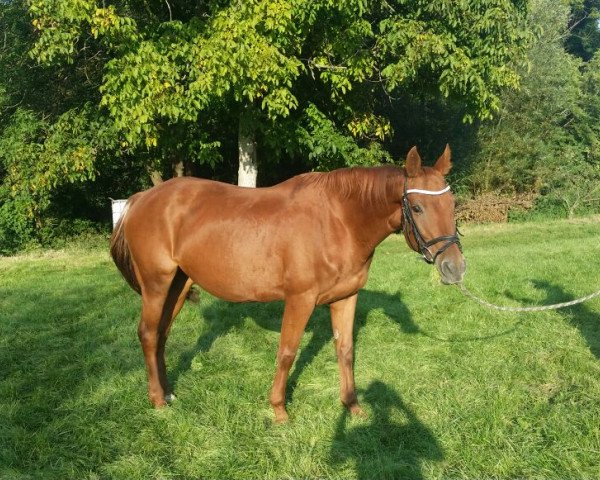 Pferd Cannell (Sachsen-Anhaltiner, 1996, von Cannonball)