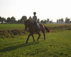 broodmare Primadonna (German Sport Horse, 2005, from Pessoa VDL)