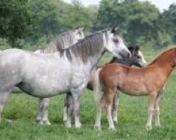 Zuchtstute Ysselvliedt's Hillary (Welsh Mountain Pony (Sek.A), 2001, von Colne Heartsease)