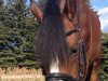 dressage horse Champion de Leon J (German Riding Pony, 2009, from FS Champion de Luxe)