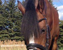 dressage horse Champion de Leon J (German Riding Pony, 2009, from FS Champion de Luxe)