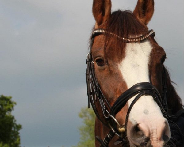 Dressurpferd Mike (Deutsches Reitpony, 2000, von The Braes My Mobility)