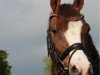 dressage horse Mike (German Riding Pony, 2000, from The Braes My Mobility)