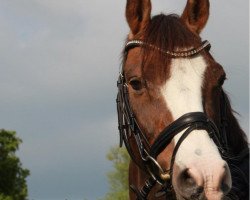 dressage horse Mike (German Riding Pony, 2000, from The Braes My Mobility)