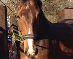 dressage horse Cym Cermit S (Holsteiner, 2008, from Clarimo Ask)