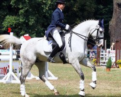 jumper Levico S (German Sport Horse, 2003, from Levisto Z)