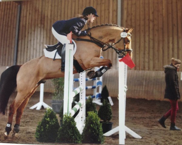 dressage horse Martti (German Riding Pony, 2000, from Maccardo)