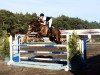 jumper Pit-Stop (German Sport Horse, 2005, from Pessoa VDL)