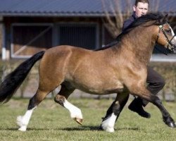 stallion Ysselvliedts High-Wood (Welsh mountain pony (SEK.A), 2008, from Knodishall Geraint)