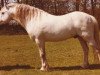 horse Coed Coch Nero (Welsh mountain pony (SEK.A), 1968, from Coed Coch Saled)