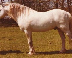 Pferd Coed Coch Nero (Welsh Mountain Pony (Sek.A), 1968, von Coed Coch Saled)