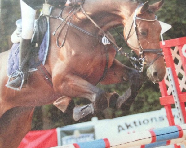 jumper Ami Celli (KWPN (Royal Dutch Sporthorse), 2009, from Amadeus)