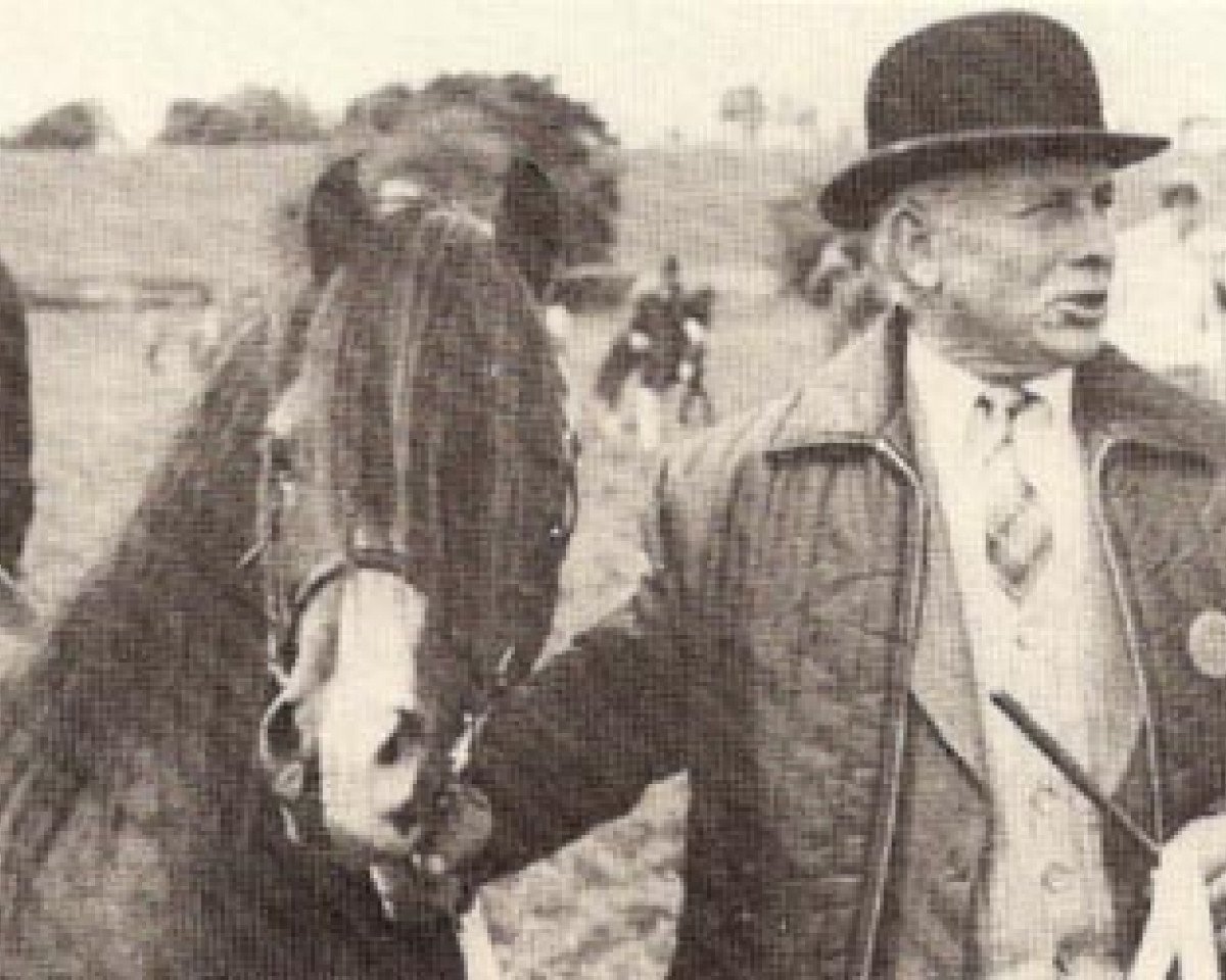 Deckhengst Coed Coch Saled (Welsh Mountain Pony (Sek.A), 1963, von Coed Coch Salsbri)