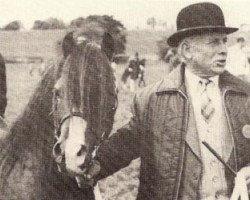 stallion Coed Coch Saled (Welsh mountain pony (SEK.A), 1963, from Coed Coch Salsbri)