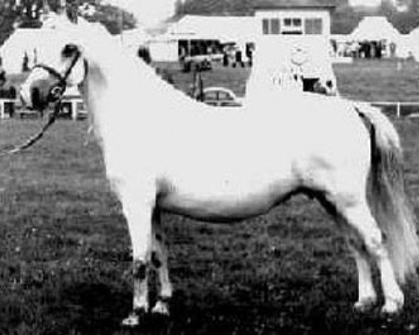 Zuchtstute Coed Coch Swyn (Welsh Mountain Pony (Sek.A), 1958, von Coed Coch Glyndwr)