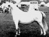 Zuchtstute Coed Coch Swyn (Welsh Mountain Pony (Sek.A), 1958, von Coed Coch Glyndwr)