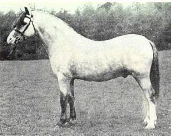 stallion Coed Coch Bari (Welsh mountain pony (SEK.A), 1971, from Coed Coch Salsbri)