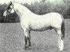 stallion Coed Coch Bari (Welsh mountain pony (SEK.A), 1971, from Coed Coch Salsbri)