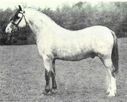 Deckhengst Coed Coch Bari (Welsh Mountain Pony (Sek.A), 1971, von Coed Coch Salsbri)