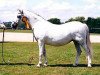 broodmare Nantdywyll Siriol (Welsh mountain pony (SEK.A), 1985, from Coed Coch Penadur)