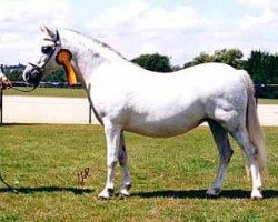 broodmare Nantdywyll Siriol (Welsh mountain pony (SEK.A), 1985, from Coed Coch Penadur)