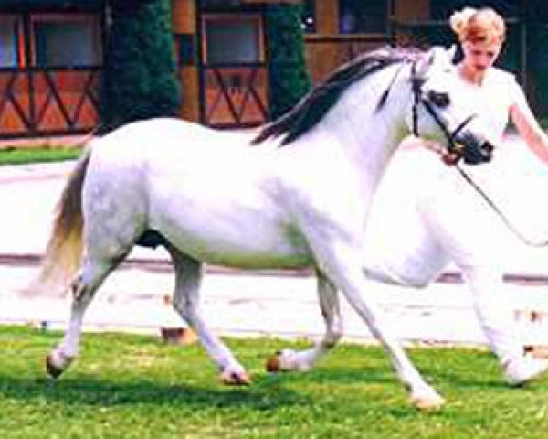 broodmare Polaris Campion (Welsh mountain pony (SEK.A), 1981, from Coed Coch Gethin)