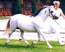 Zuchtstute Polaris Campion (Welsh Mountain Pony (Sek.A), 1981, von Coed Coch Gethin)