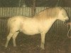 Deckhengst Coed Coch Gethin (Welsh Mountain Pony (Sek.A), 1964, von Coed Coch Salsbri)