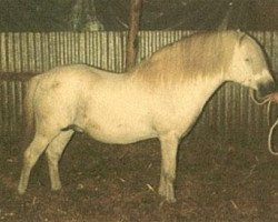 stallion Coed Coch Gethin (Welsh mountain pony (SEK.A), 1964, from Coed Coch Salsbri)