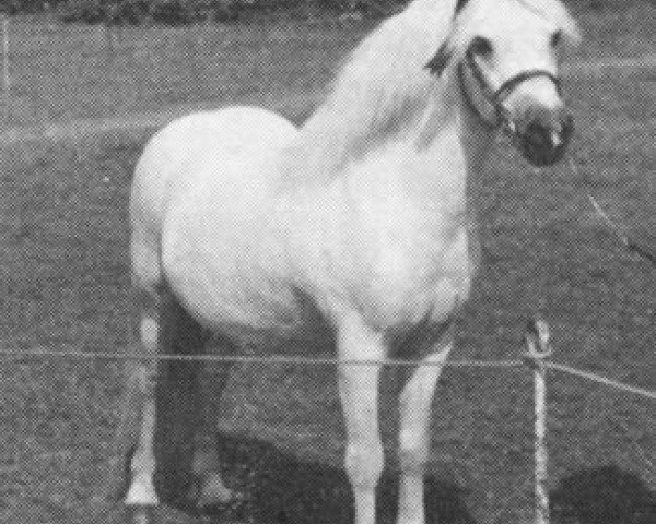 stallion Coed Coch Shon (Welsh mountain pony (SEK.A), 1961, from Coed Coch Salsbri)