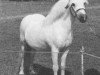 Deckhengst Coed Coch Shon (Welsh Mountain Pony (Sek.A), 1961, von Coed Coch Salsbri)