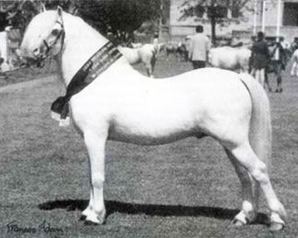 stallion Coed Coch Norman (Welsh mountain pony (SEK.A), 1968, from Coed Coch Shon)
