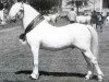stallion Coed Coch Norman (Welsh mountain pony (SEK.A), 1968, from Coed Coch Shon)