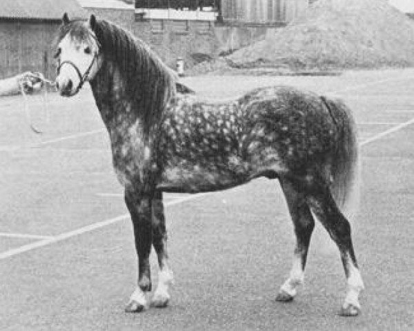 stallion Rondeels Cerdin (Welsh mountain pony (SEK.A), 1967, from Twyford Thunder)