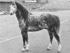 Deckhengst Rondeels Cerdin (Welsh Mountain Pony (Sek.A), 1967, von Twyford Thunder)