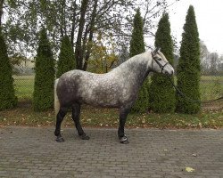 Pferd Grantas (Polnisches Warmblut, 2008)