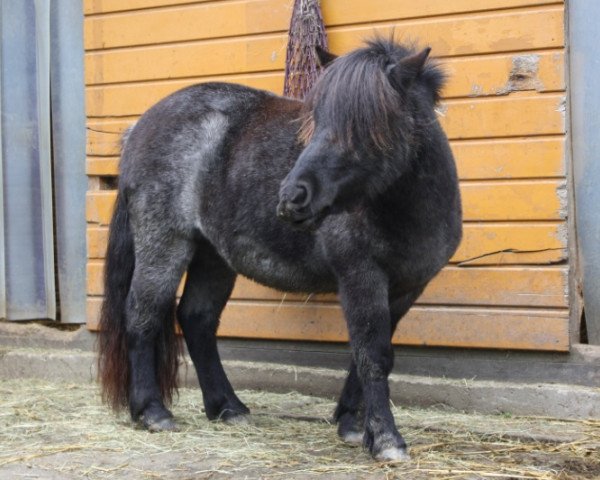 Zuchtstute Fumaria van Stal Zulichum (Shetland Pony, 2012, von Zorro van het Kruuthuus)