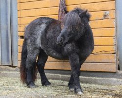 Zuchtstute Fumaria van Stal Zulichum (Shetland Pony, 2012, von Zorro van het Kruuthuus)