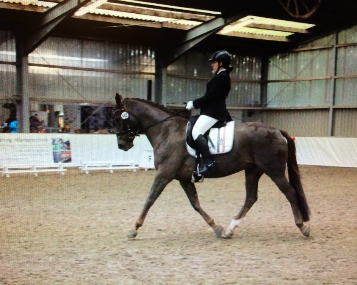 broodmare La Doree (Westphalian, 2001, from Laurentianer)