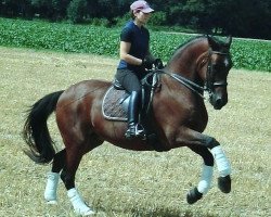 Pferd Milion (Polnisches Warmblut, 1990, von Markiz 1971)