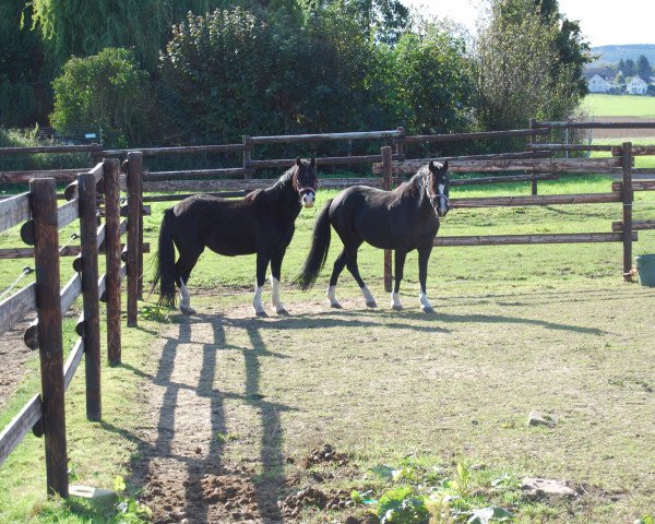 Zuchtstute Rosalie und Briza (Welsh Pony (Sek.B), 2006, von Rakt's Rocky)