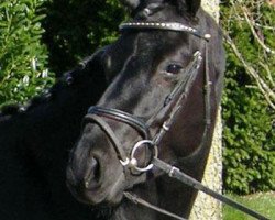 dressage horse Stagecolor's Society Girl (Hanoverian, 2008, from San Remo)