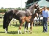 broodmare Amabella (Hanoverian, 2002, from Argentinus)