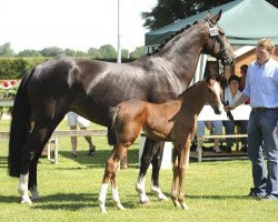 broodmare Amabella (Hanoverian, 2002, from Argentinus)