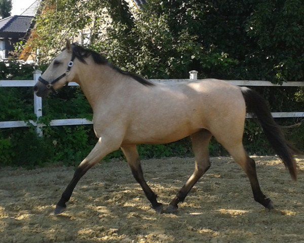 Pferd Urano (Andalusier bzw/Pferde reiner spanischer Rasse, 2011)