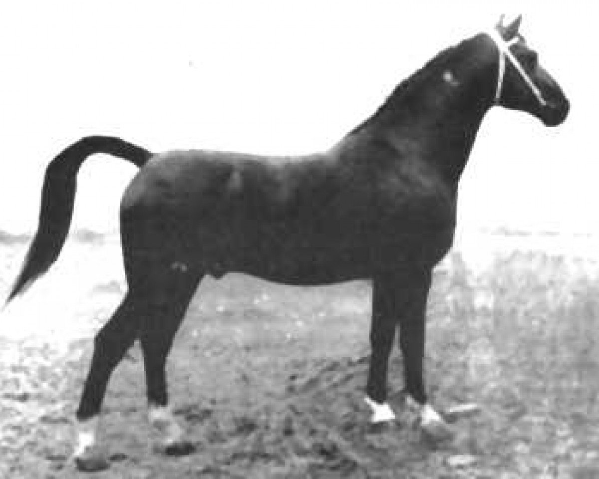 Deckhengst Avenir (Gelderländer, 1959, von Karolus van Wittenstein)