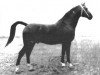 stallion Avenir (Gelderland, 1959, from Karolus van Wittenstein)