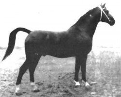 stallion Avenir (Gelderland, 1959, from Karolus van Wittenstein)