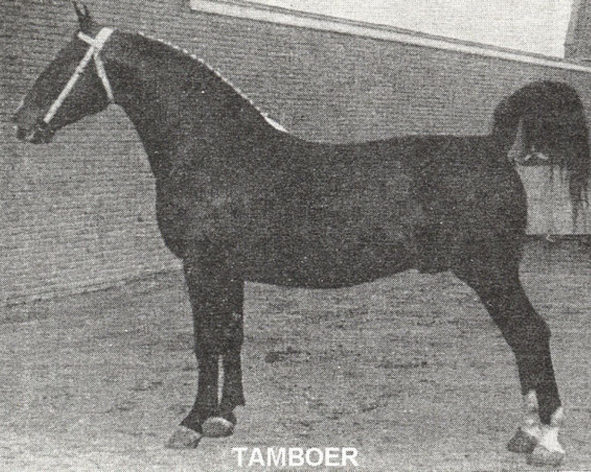 Deckhengst Tamboer (Gelderländer, 1954, von Oregon)