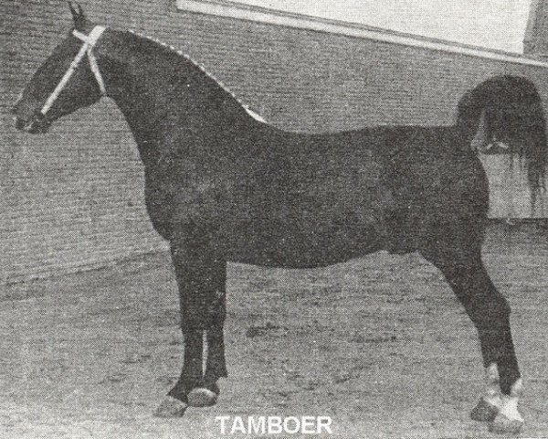 Deckhengst Tamboer (Gelderländer, 1954, von Oregon)